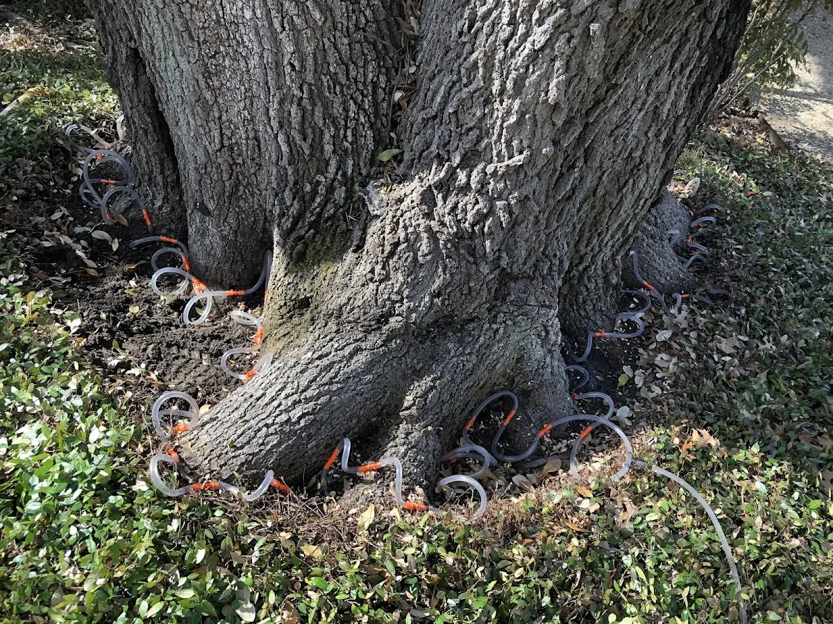 Detailed Tree Cabling and Bracing job site in Crabtree
